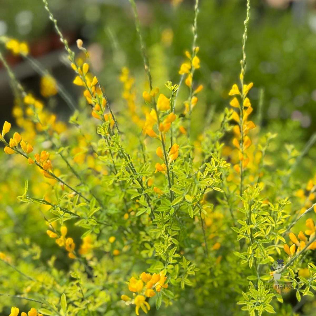 Κίτισσος (Cytisus spp.) - 2